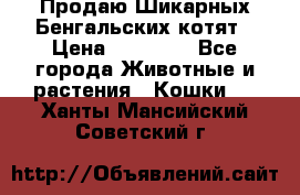 Продаю Шикарных Бенгальских котят › Цена ­ 17 000 - Все города Животные и растения » Кошки   . Ханты-Мансийский,Советский г.
